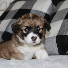Rose (fluffy) - Red female Pembroke Welsh Corgi puppy in Goliad, Texas from Rogers’ Fluffy Butt Corgis