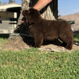 American Eskimo Dog, Newfoundland, and Siberian Husky Puppies from Blossom Trail Kennel