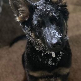 German Shepherds from Mo's Shepherds