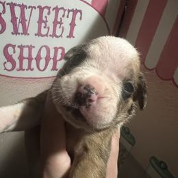Majestic - Brindle female Boxer puppy in Louisville, Kentucky from Nelson’s Fancy Frenchies and Bulldogs