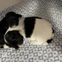 Girl 1 - Black and white female Havanese puppy in Myrtle Beach, South Carolina from Arane Havanese