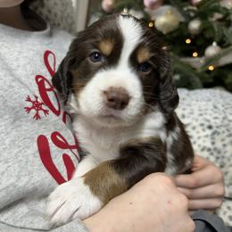 Benjamin - Liver white and roan male English Springer Spaniel puppy in Battle Creek, Michigan from Eden Springer Spaniels