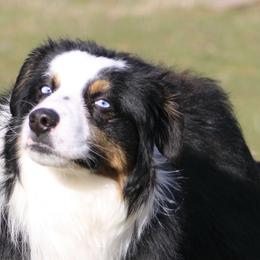 Buddy - Black tri male Miniature Australian Shepherd puppy in Elgin, Oregon from LongMile Aussies