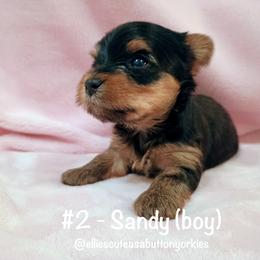 Sandy - Black and tan male Yorkshire Terrier puppy in New Holland, Pennsylvania from Ellie's Cute as a Button Yorkies