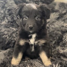 Laramie - Black tri female Miniature Australian Shepherd puppy in Queen Creek, Arizona from Arizona Aussies