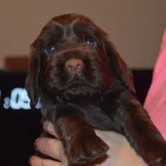 Boy 2 - male Field Spaniel puppy in Indianapolis, Indiana from Nautica Field Spaniels