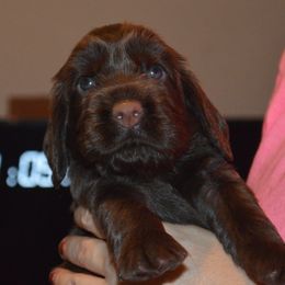 Boy 2 - male Field Spaniel puppy in Indianapolis, Indiana from Nautica Field Spaniels
