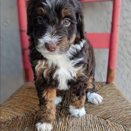 Sun (Bear) - Red tri-color female Aussiedoodle puppy in Tucson, Arizona from Ever After Doodles Arizona