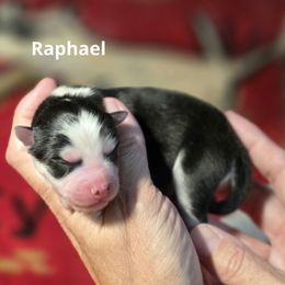 Raphael - Black and white male Pomsky puppy in Fredericksburg, Virginia from Purely Pomskies