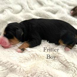Fritter - Tri-color male Bernedoodle puppy in Waco, Texas from Blessings Pups Doodles