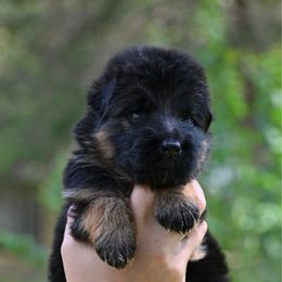 Fig - Black and red male German Shepherd puppy in Canton, Texas from WILDWOOD GERMAN SHEPHERDS