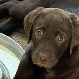 Labrador Retrievers from Kelly Haven Labs