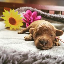 Goldendoodle Puppies from Simply Mini Goldendoodles