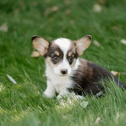 Maui - Black and tan male Pembroke Welsh Corgi puppy in Oak City, Utah from Shells’ Corgis
