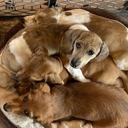Dachshunds and Labrador Retrievers from Honeydew Ranch