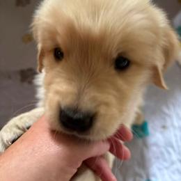 Golden Retriever Puppies from Skyland Golden Retrievers