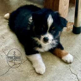 Happy Camper - Black tri male Toy Australian Shepherd puppy in Bristow, Iowa from Pine Ridge Toy and Mini Aussies