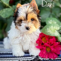 Girl 1 - Black tan and white female Biewer Terrier puppy in Lathrop, California from Forever Charmed
