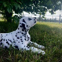 Dalmatian Puppies from Alofa Dalmatians