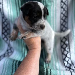 Azul - Blue speckled female Australian Cattle Dog puppy in Cottage Grove, Oregon from Heirloom Ranch