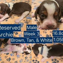 Archie Blue Male - Brown white and tan male Beagle puppy in Bemidji, Minnesota from Nse Farms Beagles