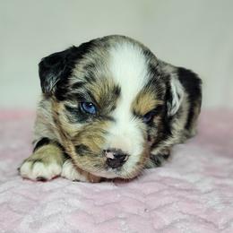 Sparkler - Blue merle female Australian Shepherd puppy in Owensboro, Kentucky from JnT's Bluegrass Mini Aussies