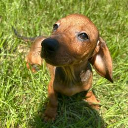 Gus - Sable male Dachshund puppy in Conroe, Texas from Harper’s Waggin Winnie’s