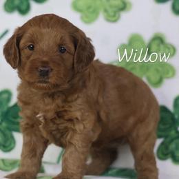 Willow - Caramel red female Australian Labradoodle puppy in Redding, California from Shasta Royal Monroe Puppies
