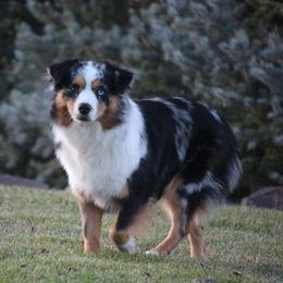 Gidget - Miniature Australian Shepherd