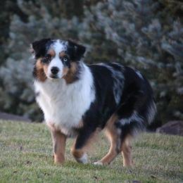 Gidget - Miniature Australian Shepherd