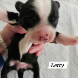 Letty - Black brown and white female Tibetan Terrier puppy in Dorena, Oregon from West Coast Tibetans