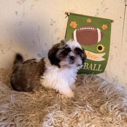 Dodge - Tricolor male Shih Tzu puppy in Hibbing, Minnesota from Iron Range Shih Tzu and Puppies