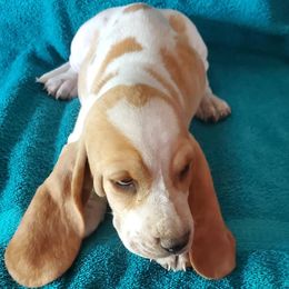 Basset Hounds from Melody's Basset Hounds
