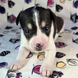Black Forest - White black and tan female Rat Terrier puppy in Rio Vista, California from CaliRats Rat Terriers
