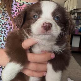 Ginger - Red & white male Toy Australian Shepherd puppy in Reidsville, North Carolina from Cherry Grove Kennel