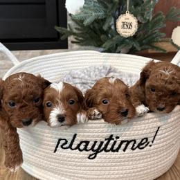 Cavapoo puppies from Nancy's Cavapoos