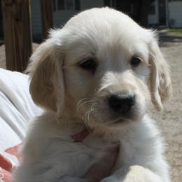 Kona Girl  pink collar - Golden female Golden Retriever puppy in Fort Morgan, Colorado from Golden Girls Kennels, LLC