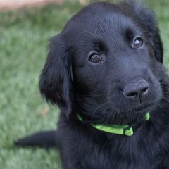 Flat-Coated Retriever Puppies from Sanderling Flat-Coated Retrievers