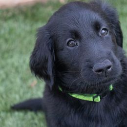 Flat-Coated Retriever Puppies from Sanderling Flat-Coated Retrievers