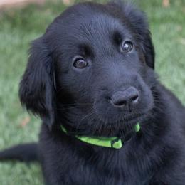 Flat-Coated Retriever Puppies from Sanderling Flat-Coated Retrievers