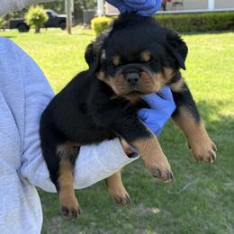 Grey Collar - Black and mahogany male Rottweiler puppy in Batesburg, South Carolina from Vom Haus Bulnes