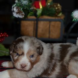 Ruger - Red merle male Australian Shepherd puppy in Marshall, Texas from Flying S Aussies