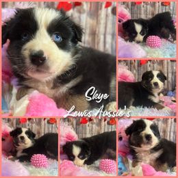 Australian Shepherd and Pembroke Welsh Corgi Puppies from Lewis Aussie’s & Corgi’s