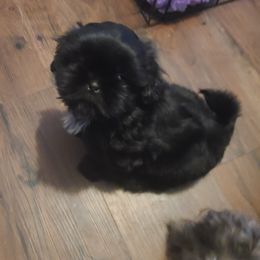 Shih Tzus from Paradise Farm Shih Tzu