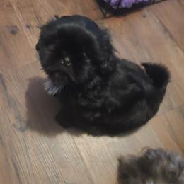 Shih Tzus from Paradise Farm Shih Tzu