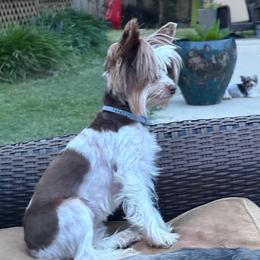 Chloe - Yorkshire Terrier