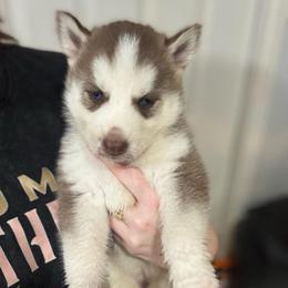 Girl 2 - Red and white female Siberian Husky puppy in Laneville, Texas from ETX Huskies