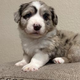 Miracle - Brindle merle and white male American Corgi puppy in Temple, Texas from Silver Moon Cardigan and American Corgis