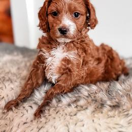 Elk - Red female Cavapoo puppy in Idaho Falls, Idaho from Freckle Paw Family