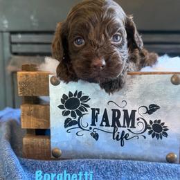 Borghetti - Brown male Cockapoo puppy in Holton, Indiana from MoonShine Babies
